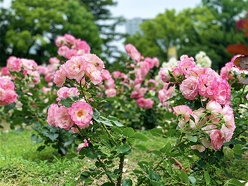 靭公園のバラ